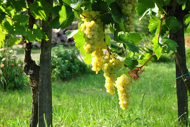 pestovanie ako cesta k sebestačnosti